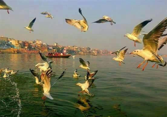 Shiva Ganges View Guest House فاراناسي المظهر الخارجي الصورة